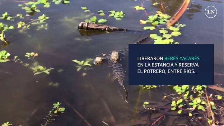 Liberación de bebés yacarés, un hurón y una corzuela en la estancia El Potrero