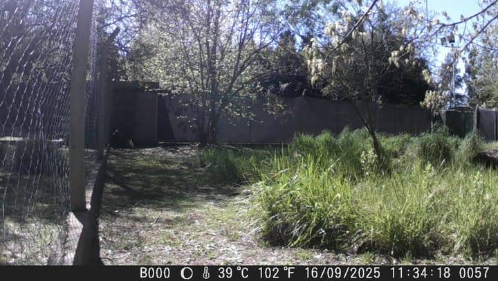 Los cachorros rescatados se preparan para volver a la naturaleza