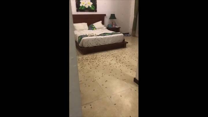 Una pareja se llevó una desagradable sorpresa al entrar a su cuarto de hotel en Bali