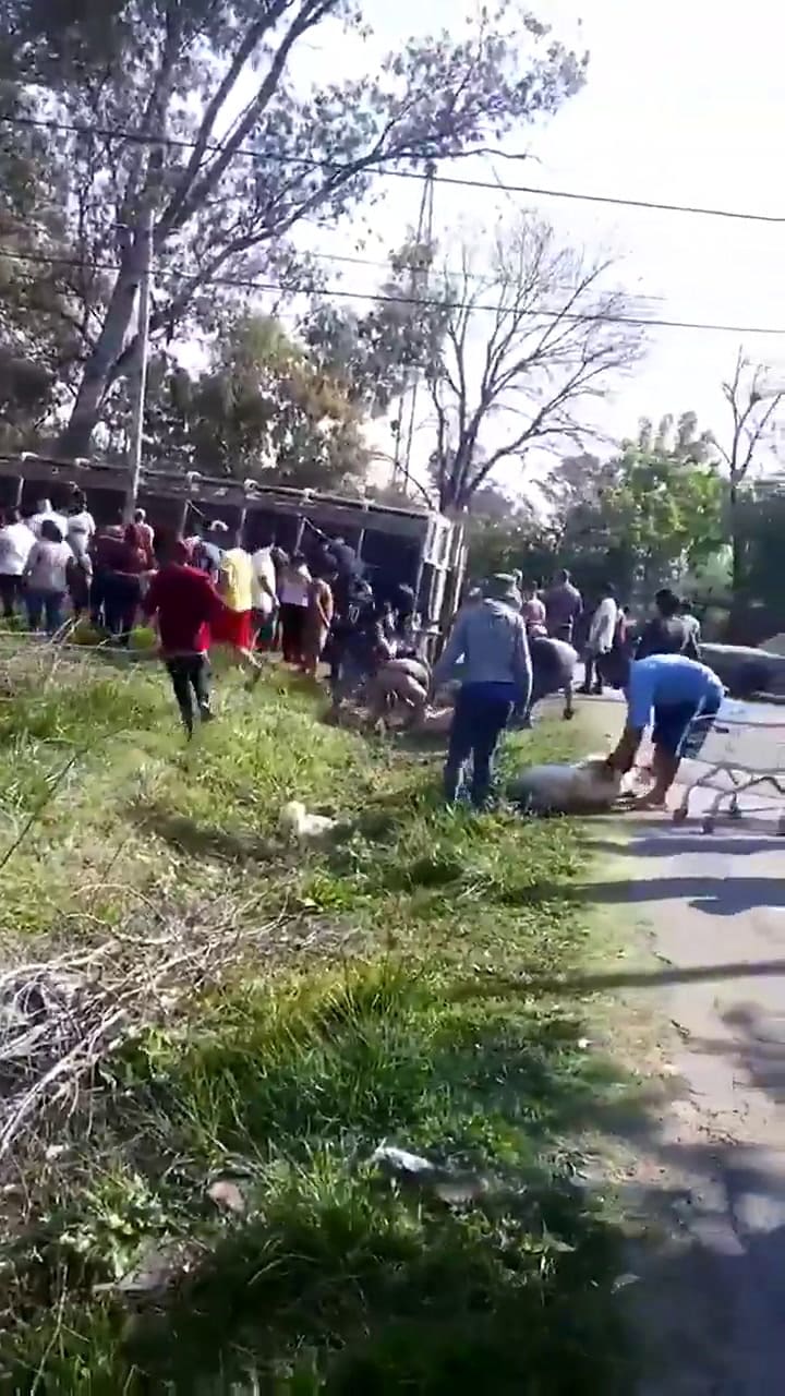 Pilar: volcó un camión con cerdos, los vecinos los carnearon y se los llevaron