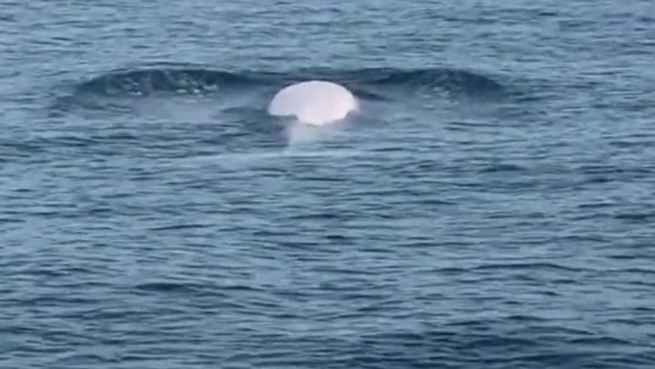 Video Ballena