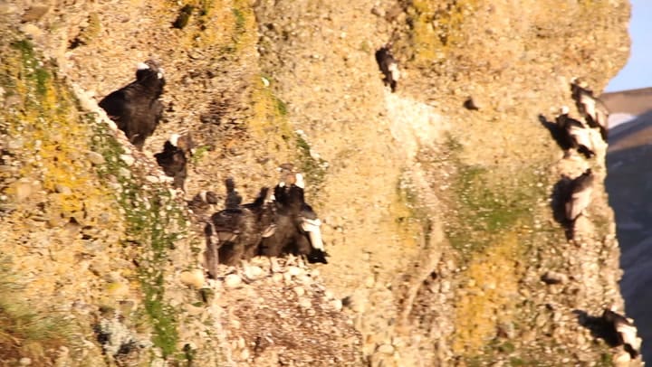 La localidad de 28 de Noviembre se convirtió en el lugar con la mayor población de cóndores del país