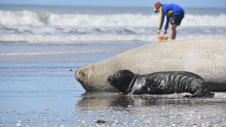 Elefante Marino Y Su Cría - Mar De Ajo