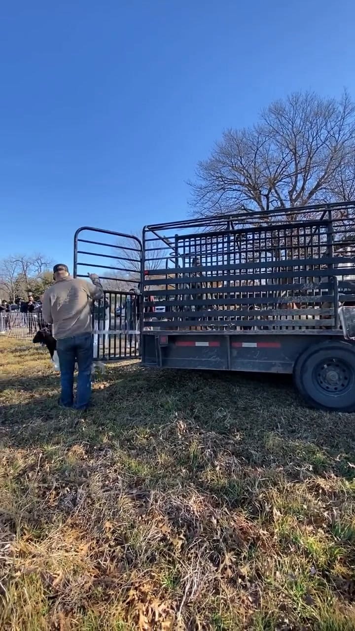 — El proceso digestivo de estos animales impide que las semillas invasoras vuelvan a germinar