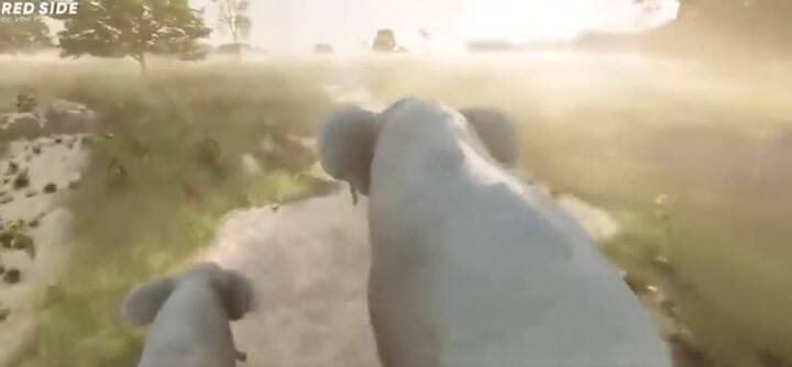 El video donde se observan las velocidades de los animales