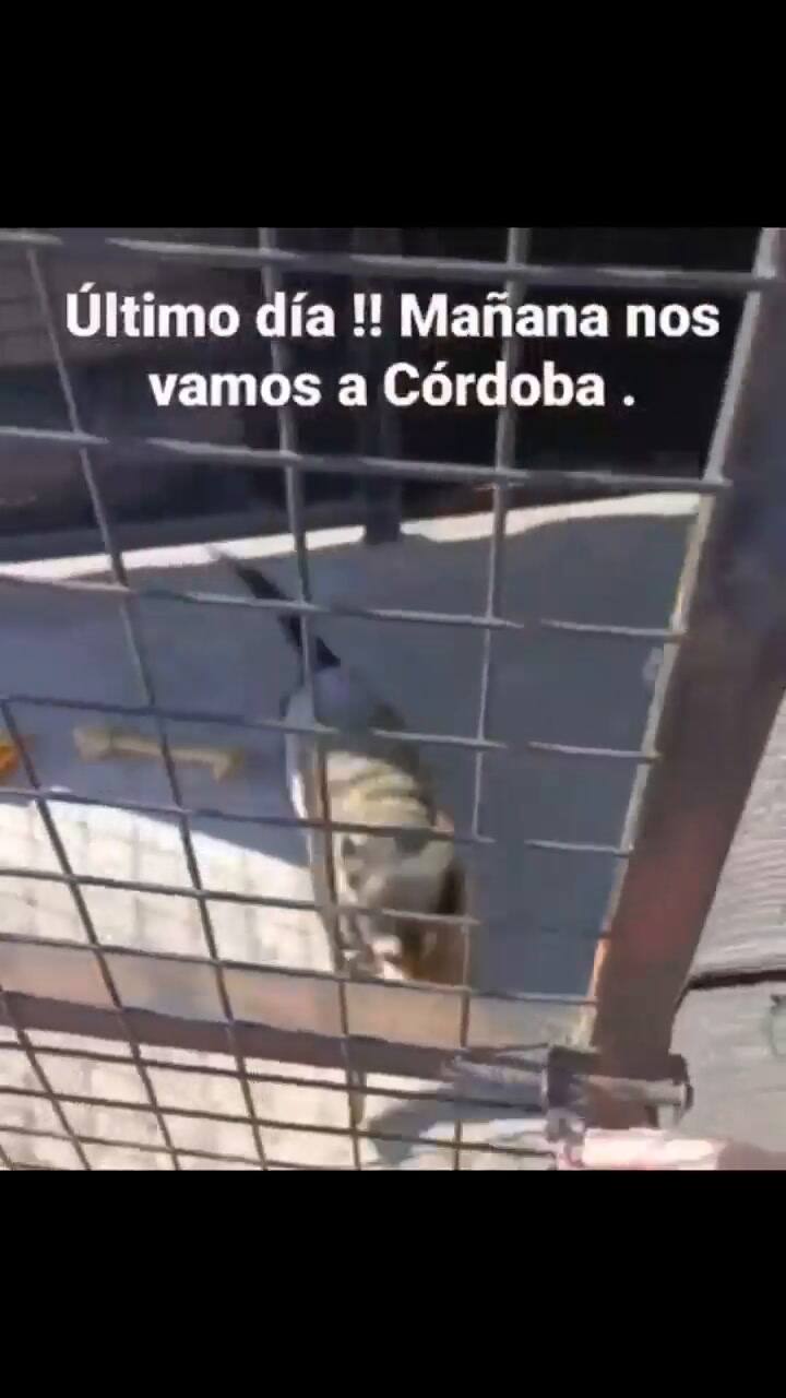 El último día de cuarentena para 'Coco', el perro retenido en el aeropuerto de Ezeiza