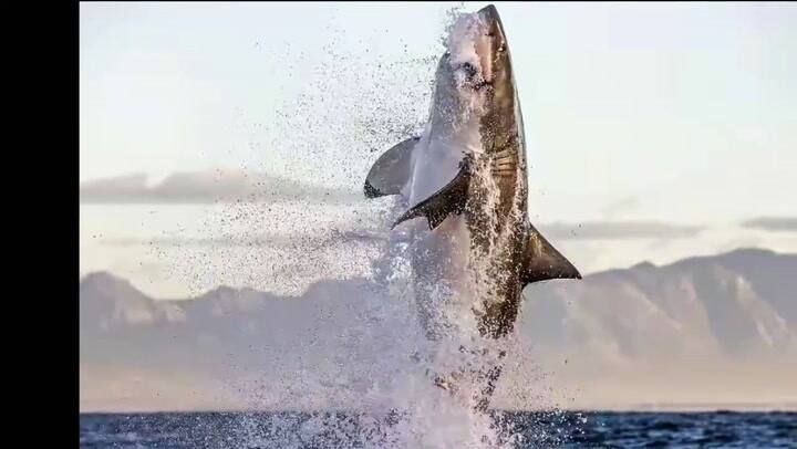Increíbles imágenes en las que un tiburón blanco se devora a una foca - Fuente: YouTube