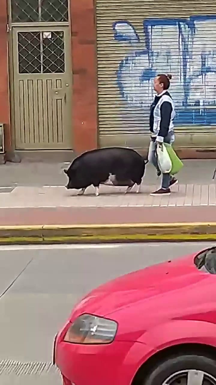 Salió a pasear con su mascota y se llevó todas las miradas
