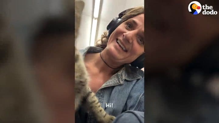 Una mujer rescata un gato que se transformó en su compañero de vida