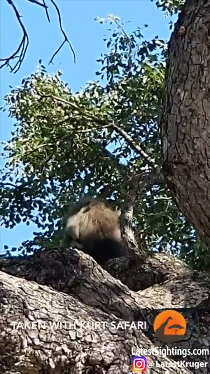 Un babuino tomó una cría de león y la sacó a pasear por Sudáfrica - Fuente: Youtube