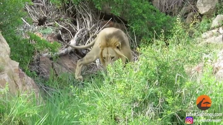 Una manada de leones ataca a un búfalo con una pata rota
