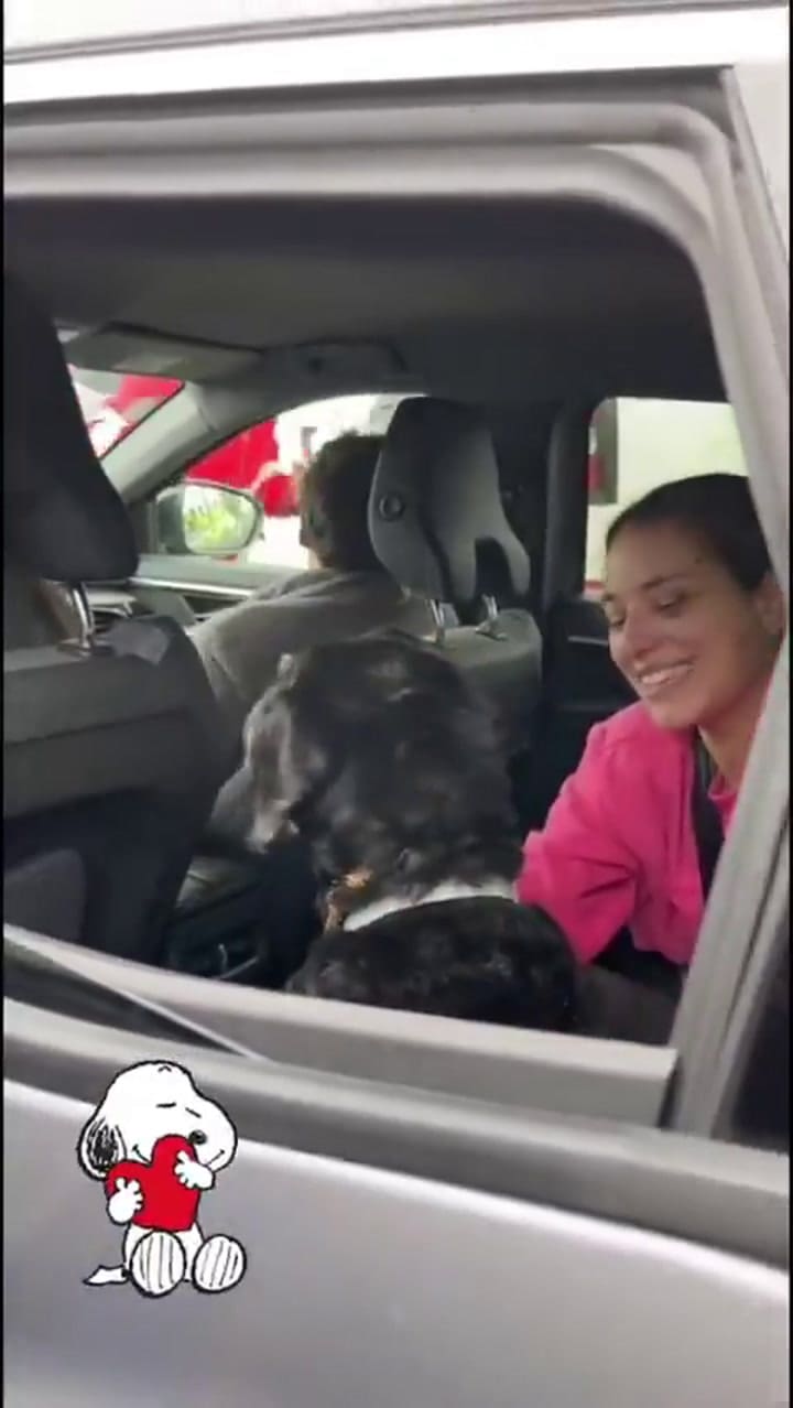 Encontraron a Boro, el perro que se perdió tras el choque de trenes en España