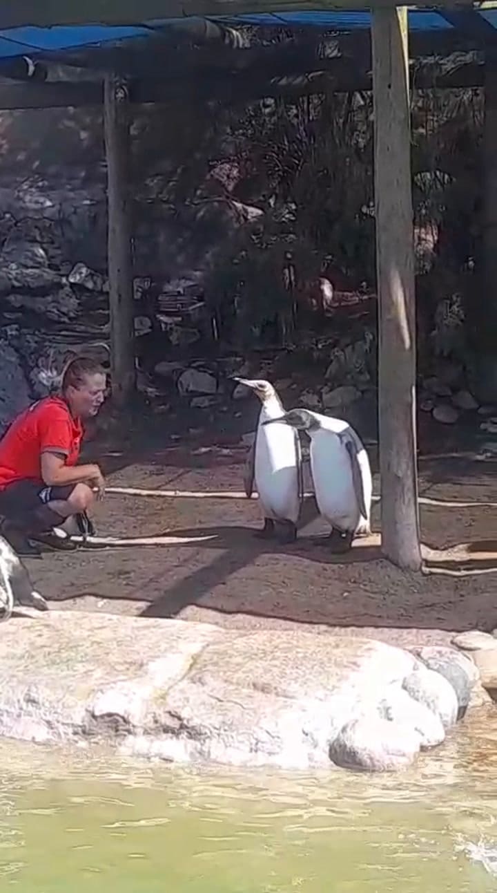 Pingüinos en estanque del exAquarium de Mar del Plata