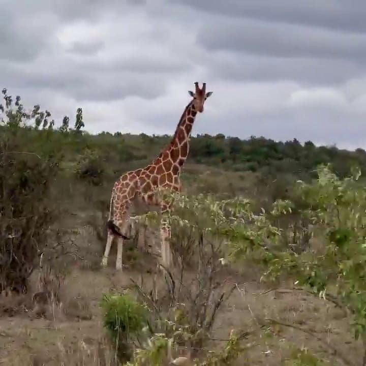 Zaira Nara compartió imágenes de su excursión en África junto a su familia