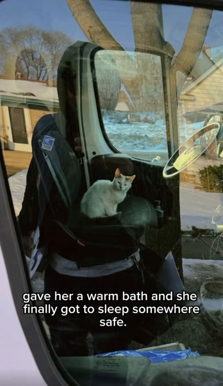 La historia de la gata que siguió a un cartero y encontró un hogar