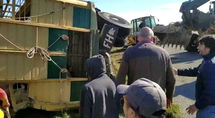 Volcó un camión con 120 cerdos y vecinos los faenaron a la vera de la ruta 2