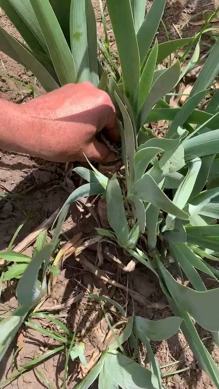 Division de mata Iris Can Can Red