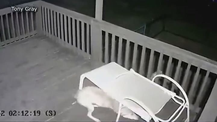 El desesperado de un gato que estaba a punto de ser devorado por un coyote