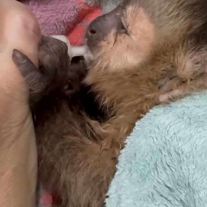 El refugio salteño alimentó a los monos bebés