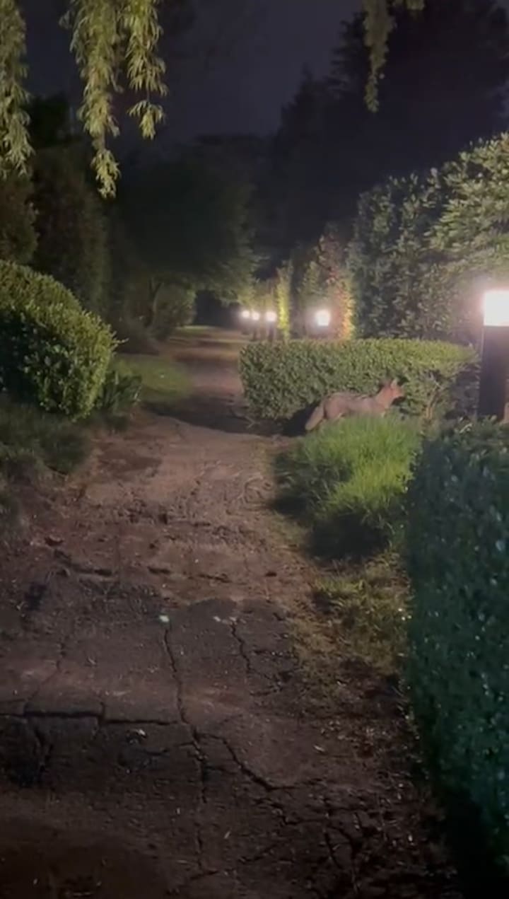 Zorros en Pilar del Este