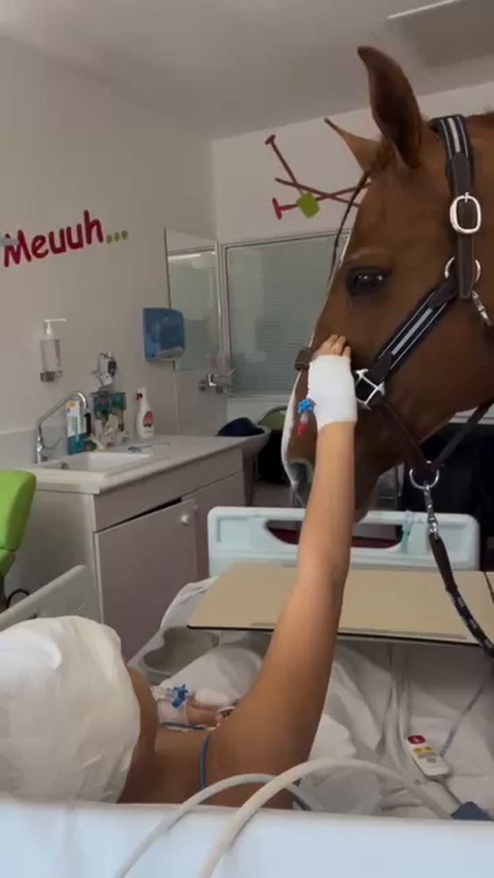 Peyo, el caballo que acompaña a enfermos terminales en Francia