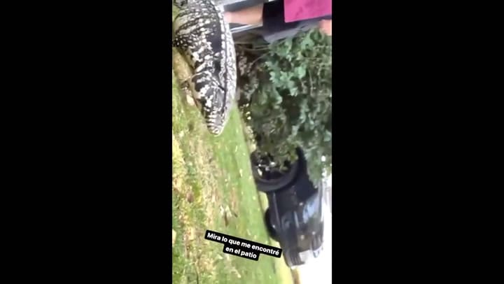 El exótico animal que encontró L-Gante en su nuevo hogar