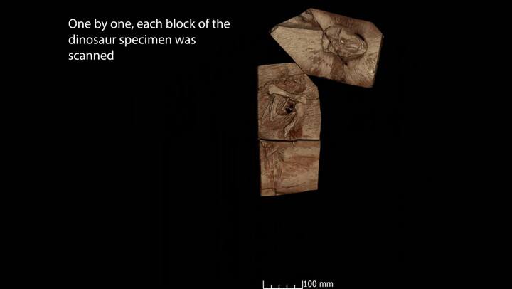 Con un nuevo estudio de rayos X muestran cómo respiraba un dinosaurio hace 200 millones de años