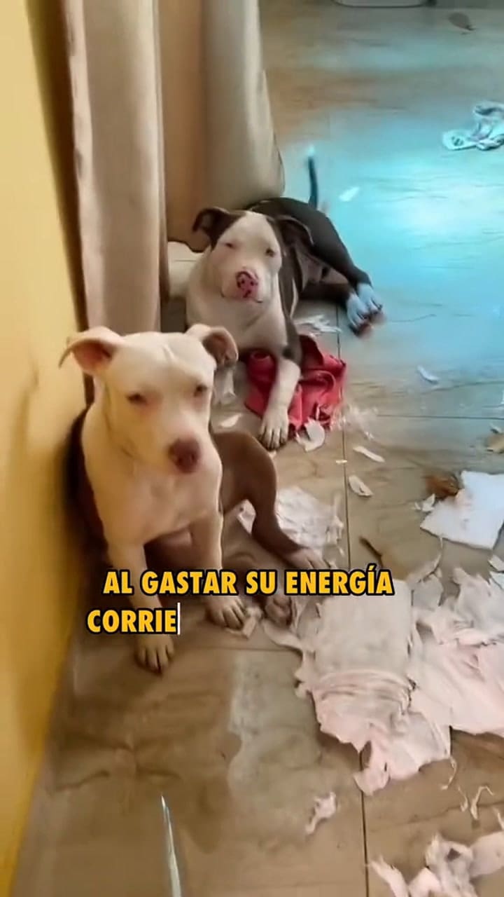 Beneficios de salir a correr con tu perro