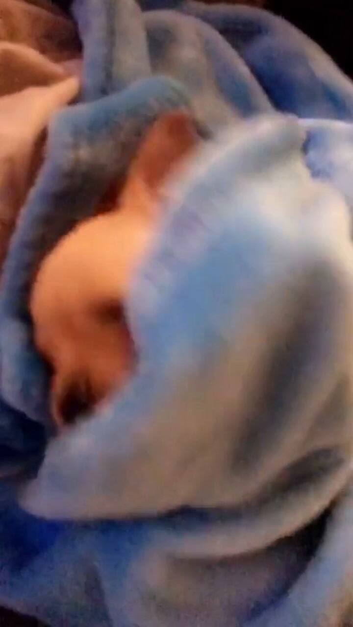 Adoptó un perro y se llevó una gran sorpresa