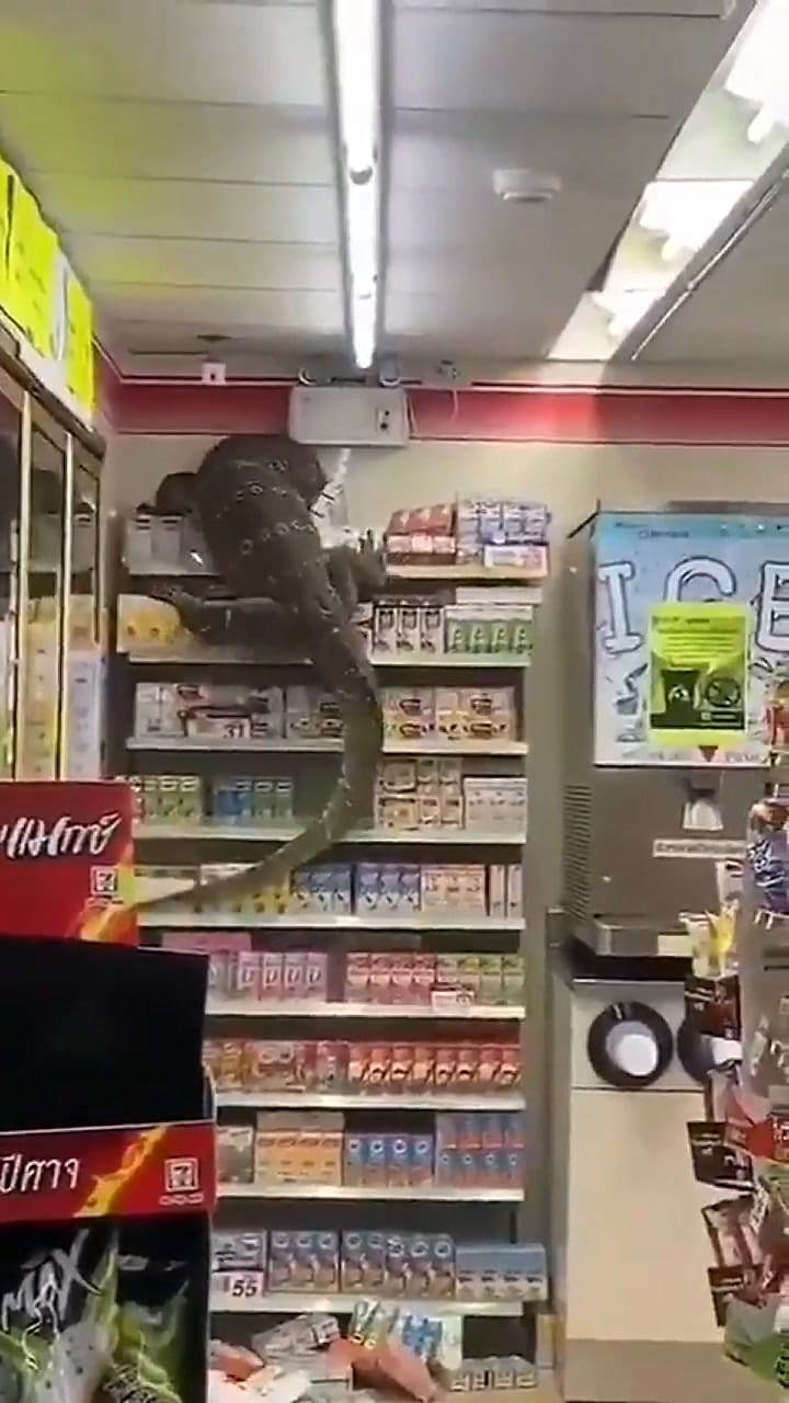 Lagarto en góndola de supermercado