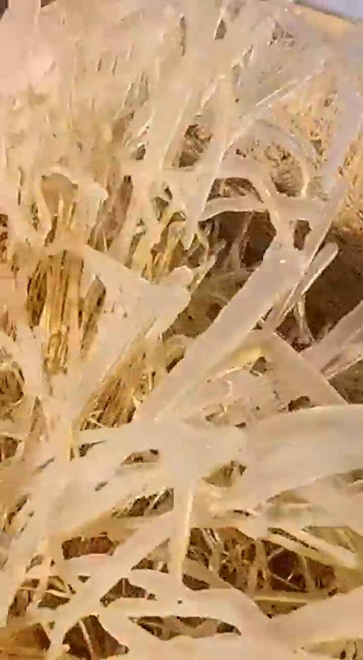 El centeno afectado por las heladas en la zona de San Luis