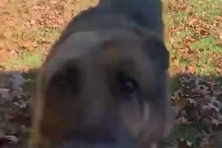 (GIF) Rodrigo espera que una familia se enamore de él.