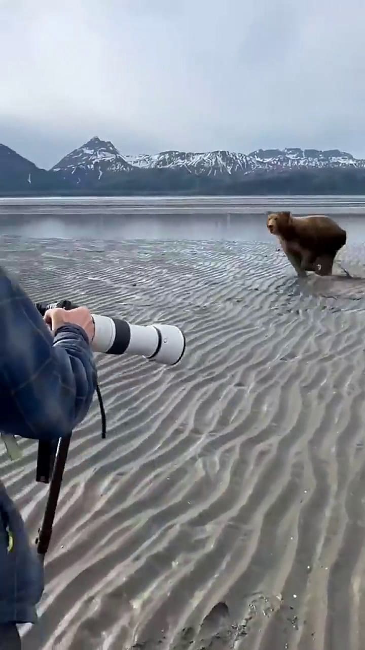 El clip de un oso que corría hacia un fotógrafo se hizo viral