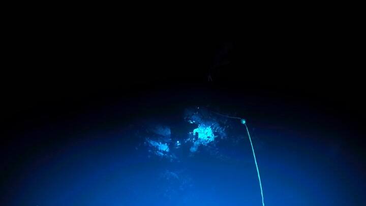 Un pulpo Dumbo fue visto en el mar de Hawái