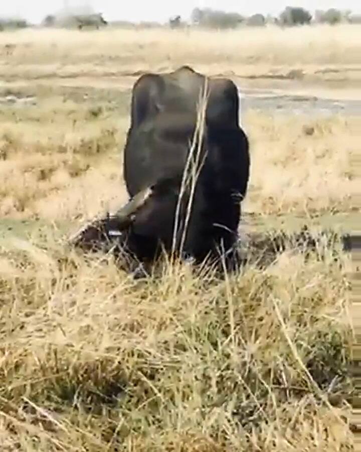 Así disfrutaba de la libertad uno de los búfalos luego de bajar del camión transportador - Fuente: F