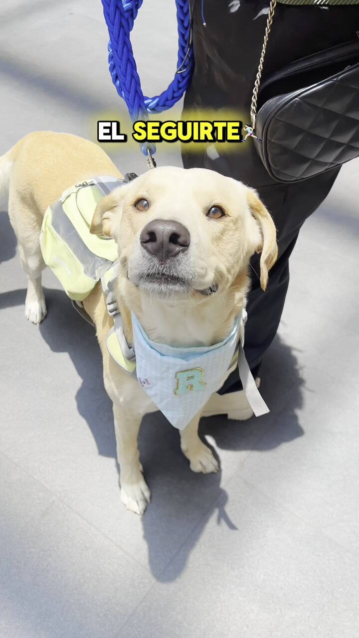 ¿Qué significa que mi perro me siga a todas partes?