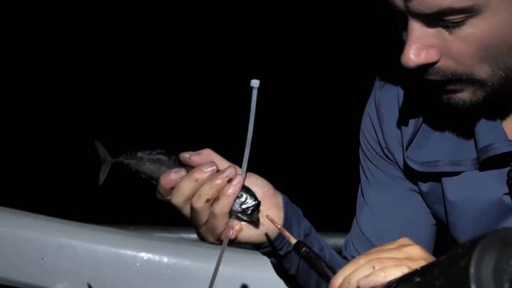 El análisis de Barny Dillarstone sobre la investigación en el fondo del mar