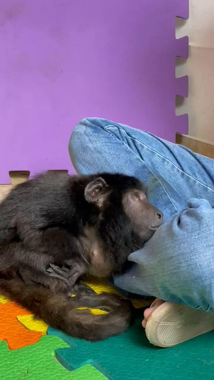 Coco, el mono carayá rescatado del maltrato