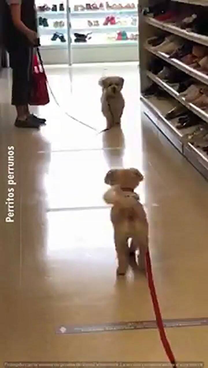 Dos perros se reencontraron tras la pandemia y su reacción emocionó a todos - Fuente: Facebook