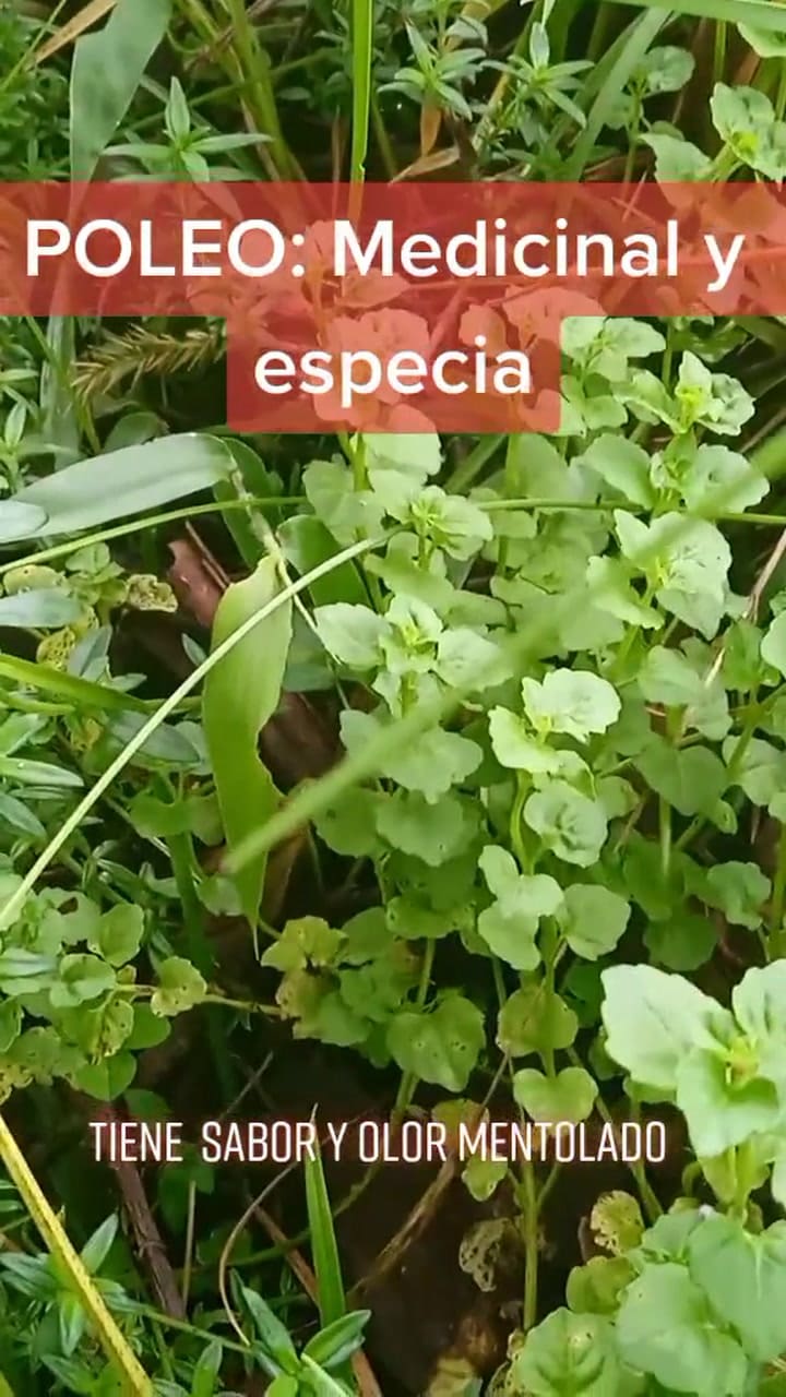 Los beneficios del poleo