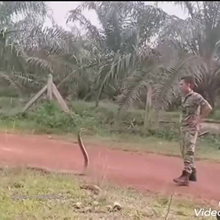 Atrapó a la serpiente venenosa más grande del mundo con un solo dedo - Fuente: YouTube