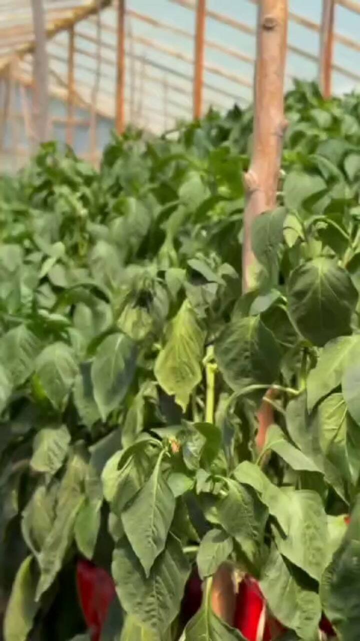 La producción de morrón de la familia