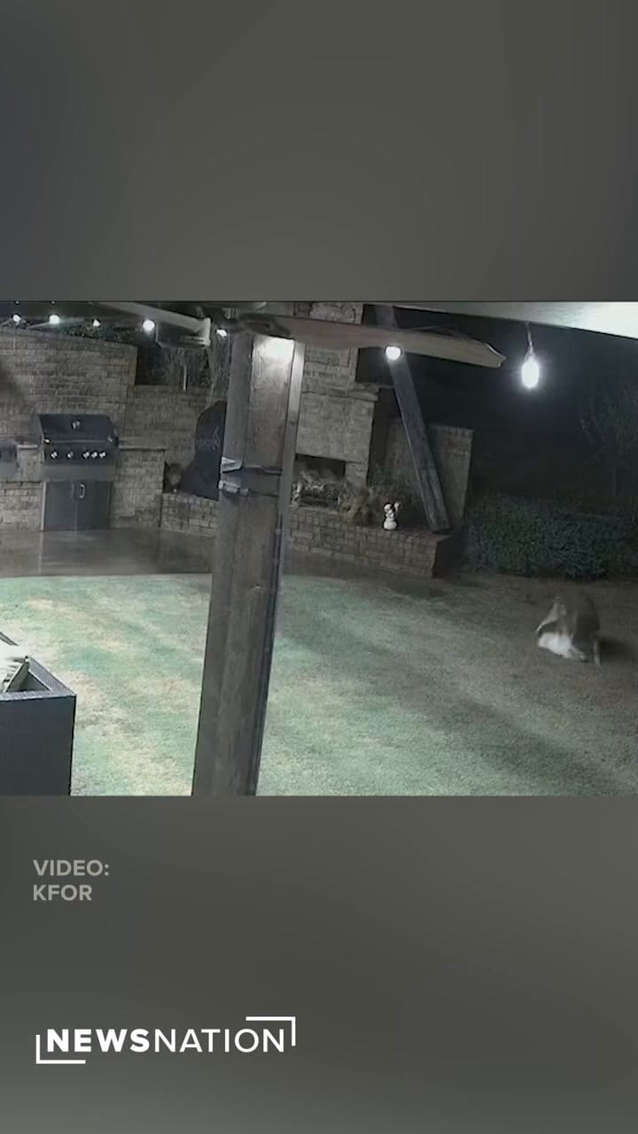 El momento en que un gato salva a un perro del ataque de una manada de coyotes