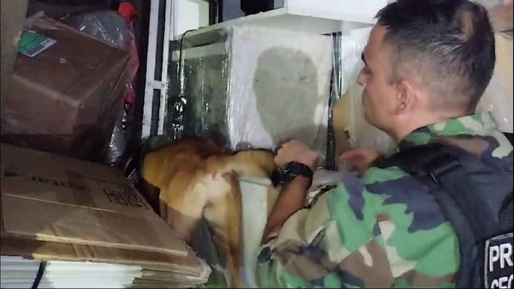 Secuestro de cuatro toneladas de marihuana en Misiones