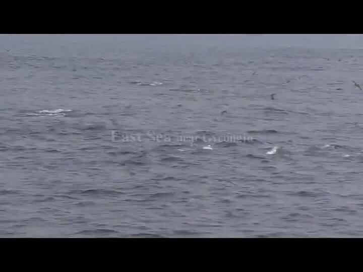 El rescate de un grupo de delfines