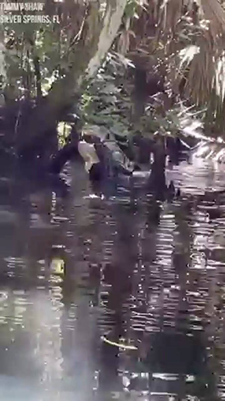 Así fue el momento en que un caimán se comió a otro