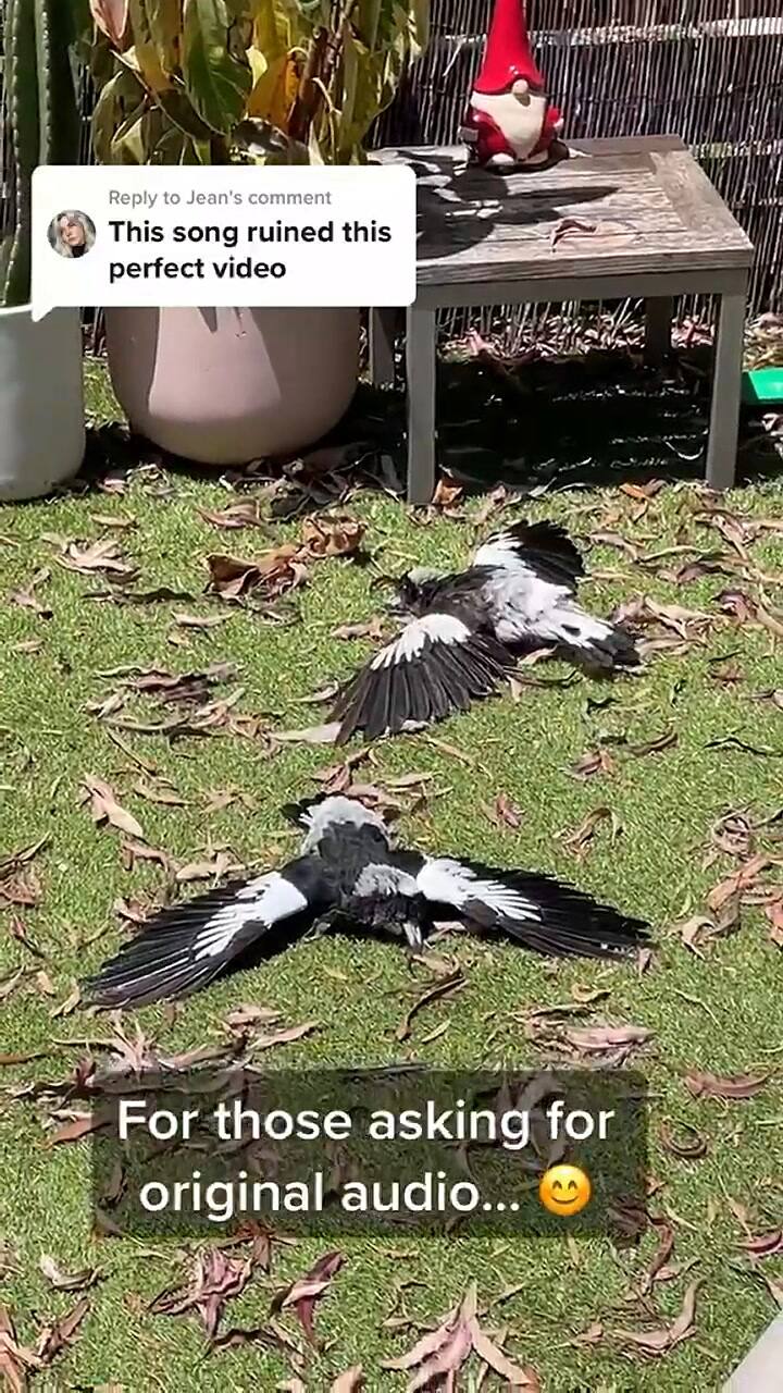 La peculiar manera en que las urracas australianas toman sol