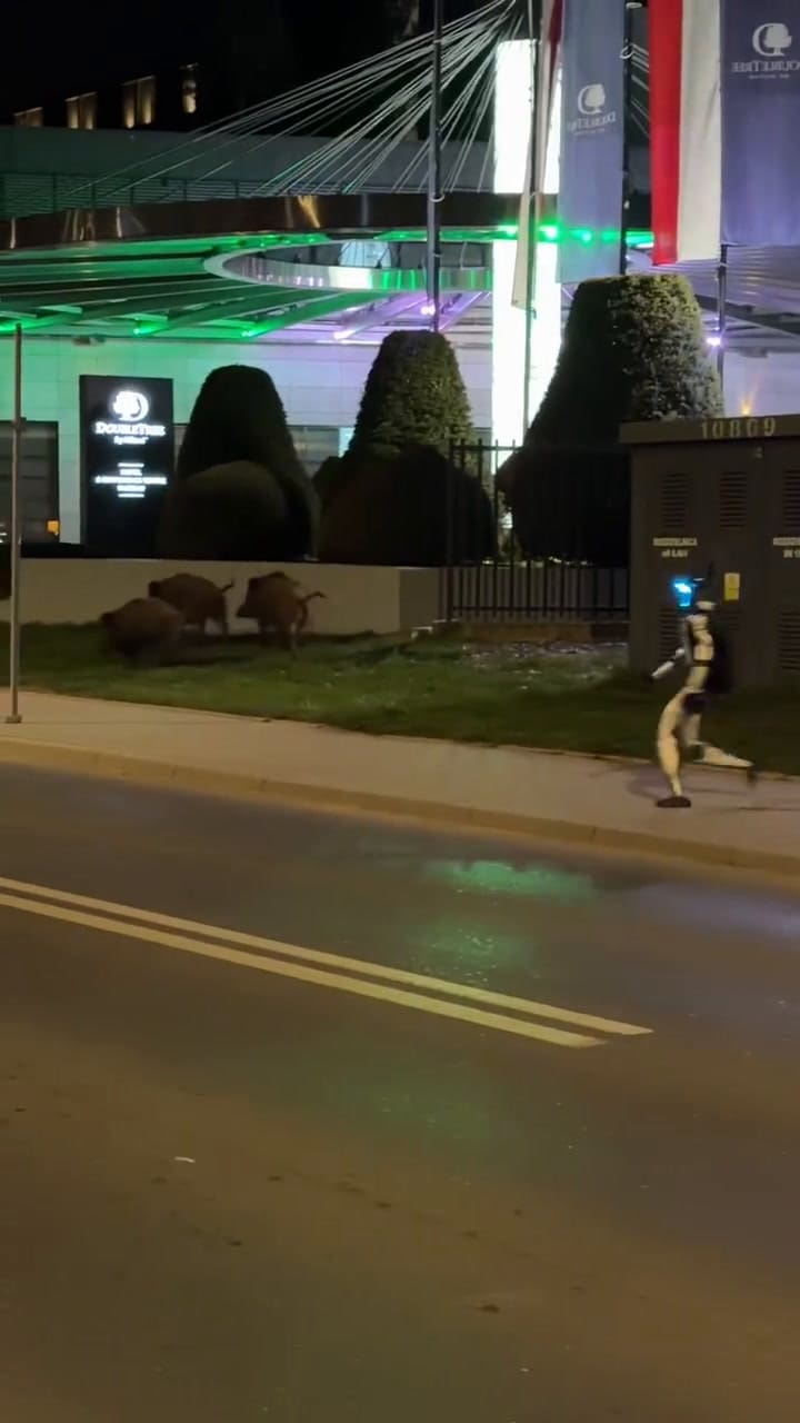 El robot que se volvió viral en las redes sociales