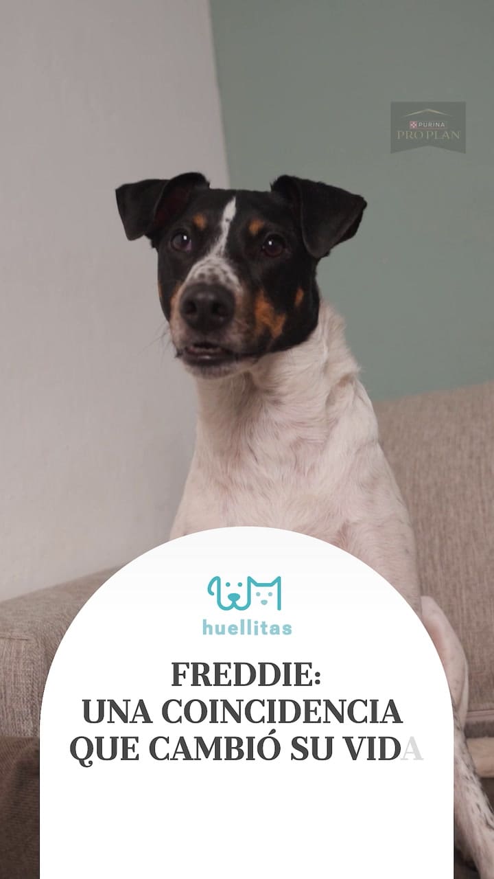 La historia de Freddie