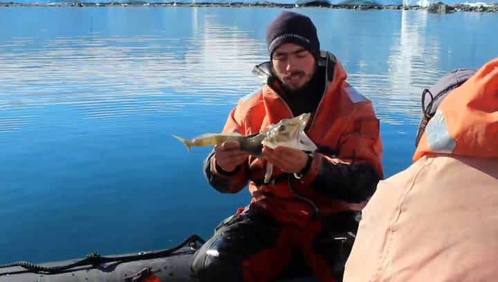 Imágenes del alucinante pez de sangre transparente